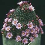 Mammillaria_zeilmanniana_Boedeker