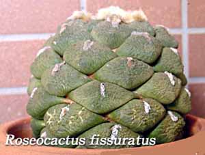 Roseocactus_fissuratus