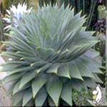 Aloe_polyphylla