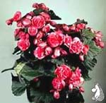 Begonia_'Bavaria'