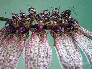 Bulbophyllum_umbellatum