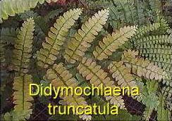 Didymochlaena_truncatula
