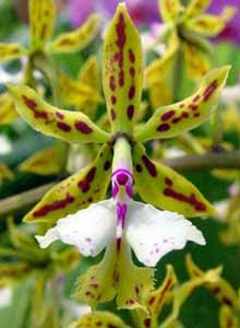 Epidendrum_stamfordianum
