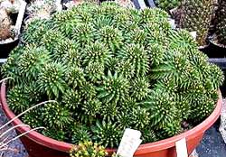 Euphorbia_suzannae