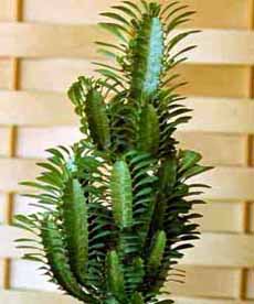 Euphorbia_triangularis