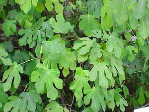Ficus Carica