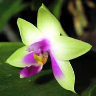 Phalaenopsis_bellina
