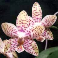 Phalaenopsis_hybrid