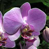 Phalaenopsis_hybrid