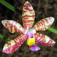 Phalaenopsis_lueddemanniana