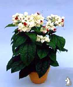 clerodendrum