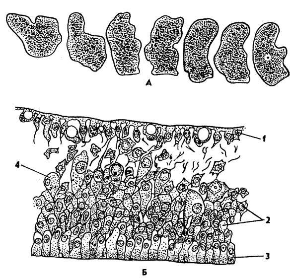 Рис. 69. Организация трихоплакса Trichoplax: A - Trichoplax adhaerens. Изменение формы тела при движении (по Шульце), Б - поперечный разрез Trichoplax sp. (по Иванову); 1 - спинной эпителий, 2 - мезенхимные клетки, 3 - брюшной эпителий, 4 - пищеварительная вакуоль в мезенхимной клетке