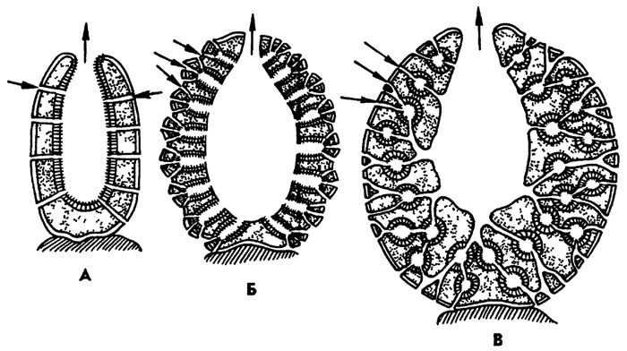 Рис. 72. Типы морфологического строения губок (по Гессе): А - аскон, Б - сикон, В - лейкон; Стрелки показывают направление тока воды в теле губки