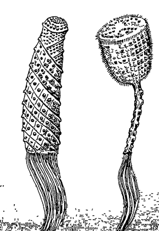 Рис 76 Глубоководные стеклянные губки слева - корзинка Венеры Euplectella asper, справа - гиалонема Hyalonema sieboldi