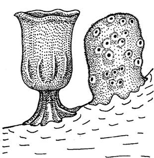. 77.  :     Poterion neptuni,     Spongia officinalis