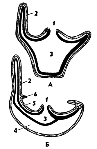 Рис. 79. Строение гидроидного полипа и гидроидной медузы (по Холодковскому). А - полип, Б - медуза (продольный разрез); 1 - рот, 2 - щупальце, 3 - гастральная полость, 4 - мезоглея, 5 - радиальный канал, 6 – парус
