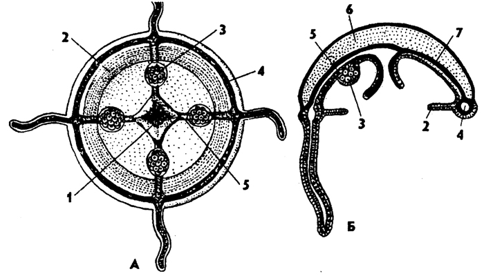 Рис. 84. Строение гидроидной медузы (по Хадорну): А - вид снизу, Б - разрез слева по радиусу, справа - по интеррадиусу; 1 - рот, 2 - парус, 3 - гонада, 4 - кольцевой канал, 5 - радиальный канал, 6 - мезоглея, 7 - отрастание верхней и нижней стенок тела в интеррадиусе