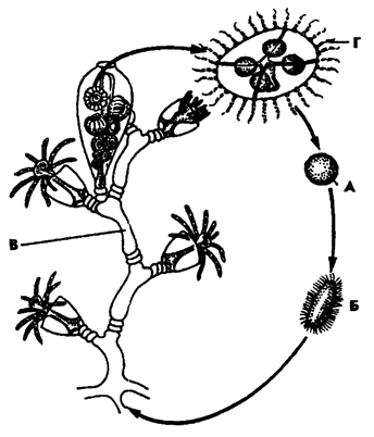Рис. 85. Жизненный цикл гидроида Obelia (по Наумову): А - яйцо, 6 - планула, В - колония полипов с развивающимися медузами, Г- гидромедуза
