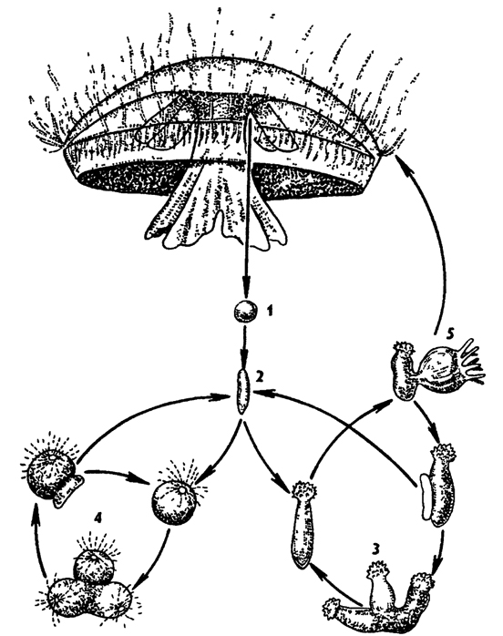Рис. 87. Жизненный цикл пресноводной гидроидной медузы Craspedocusta (по Наумову) 1 - яйцо 2 - личинка фрустула 3 - бесщупальцевые полипы 4 - полипы со щупальцами 5 - отпочковывание медузы