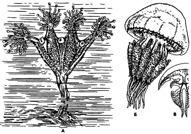 Рис. 95. Сцифомедузы А - сидячая медуза Haliclystus (вид сбоку) Б - корнеротая медуза Rhizostoma pulmo 8 - схема продольного разреза (по Деляжу и Эреуару)