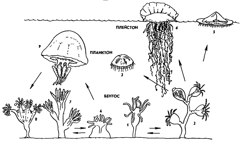 Рис. 107. Экологическая радиация кишечнополостных 1 - гидроидный полип 2 - морской колониальный гидроидный полип 3 - гидромедуза 4 - сифонофора 5 - плавающий полип 6 - коралловый полип (одиночный) 7 - колониальный коралловый полип 8 - сидячая медуза 9 - сцифоидная медуза