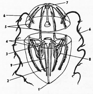 Рис. 108. Схема строения гребневика, перерезанного поперек (по Гертвичу): 1 - рот, 2 - глотка, 3 - желудок, 4 - меридиональные каналы, 5 - ряды гребневых пластинок, 6 - щупальца, 7 - аборальный орган, 8 - влагалища щупалец, 9 - каналы, ведущие к оральному полюсу