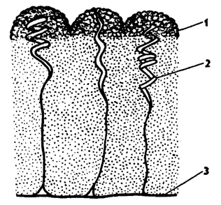 Рис. 109. Клейкие клетки гребневика (по Наумову). 1 - полушария с каплями липкого секрета, 2 - спиральная нить, 3 - мускульный тяж щупальца