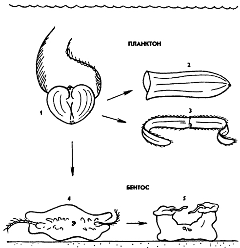 Рис. 112. Экологическая радиация гребневиков: лелагобионты: 1 - шаровидные со щупальцами, 2 - овальновытянутые без щупалец, 3 - лентовидные; бентобионты: 4 - ползающие, 5 - сидячие. Жизненные формы представлены видами родов: 1 - Cydippe, 2 - Вегое, 3 - Cestus, 4 - Coeloplana, 5 – Tjalfiella