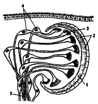 Рис. 118. Схема инвертированного глаза планарий (по Гессе) 1 - пигментный бокал, 2 - ядра клеток пигментного бокала 3 - светочувствительная часть рецепторных клеток, 4 - ядра рецепторных клеток, 5 - нервные волокна, образующие зрительный нерв