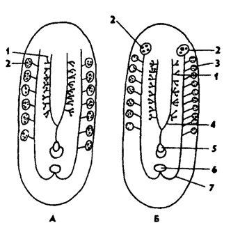 Рис. 120. Схема половой системы турбеллярий (по Барнсу) А - архоофоры, Б - неофоры, 1 - семенники, 2 - яичники, 3 - желточники, 4 - семепроводы 5 - совокупительный орган, 6 - женское половое стверстие, 7 – яйцеводы