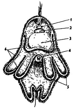 Рис. 121. Мюллеровская личинка (из Байера): 1 - глаза, 2 - ганглий, 3 - кишечник, 4 - рот, 5 - лопасти, 6 - мерцательный венчик
