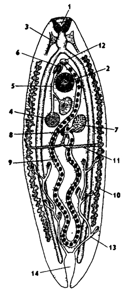 Рис. 125. Схема организации сосальщика Dicrocoelium dendnticum (по Хадорну): 1 - ротовая присоска, 2 - брюшная присоска, 3 - нервное кольцо, 4 - семенники, 5 - семеизвергательный канал, 6 - совокупительный орган, 7 - яичник, 6 - оотип, 9 - матка, 10 - желточник, 11 - желточный канал, 12 - половая клоака, 13 - протоне-фридий, 14 - мочевой пузырь