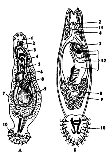 Рис. 131. Моногенеи - паразиты карповых рыб А - Dactylogyrus vastator (no Быховскому и Гусеву), Б - Qyrodactylus elegans (no Фурману); 1 - глаза, 2 - глотка, 3 - кишечник, 4 - копулятивный орган, 5 - матка, 6 - влагалище, 7 - желточник, 8 - яичник, 9 - семенник, 10 - прикрепительный диск с крючьями, 11 - железы, 12 - зародыши 4 поколений
