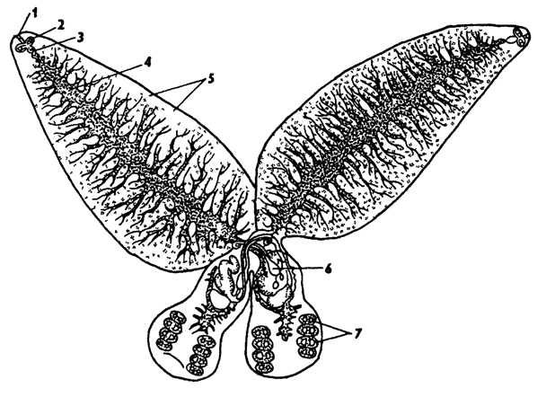 Рис. 132. Спайник парадоксальный Diplozoon paradoxum (по Стрелкову) 1 - рот, 2 - ротовые присоски, 3 - глотка, 4 - кишечник, 5 - желточники, 6 - половые железы, 7 - прикрепительные клапаны