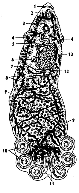 Рис. 133. Лягушачья многоустка Роlystoma integerrimum (по Стрелкову): 1 - рот, 2 - глотка, 3 - половое отверстие, 4 - влагалище, 5 - семяпровод, 6 - матка, 7 - желточный проток, 8 - желточник, 9 - кишечник, 10 - присоска прикрепительного диска, 11 - крючки, 12 - яйцевод, 13 – яичник