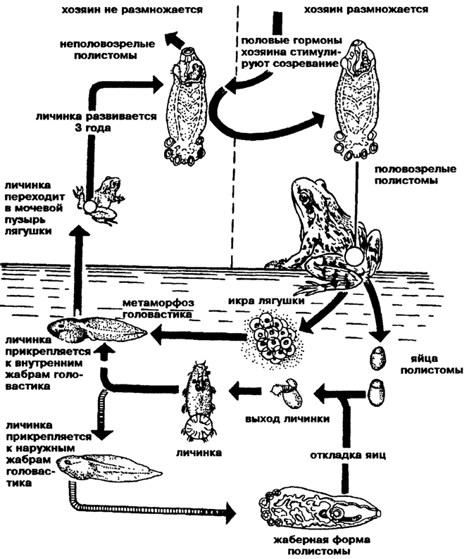 Рис. 134. Жизненный цикл лягушачьей многоустки Polystoma integerrimum (по Догелю)