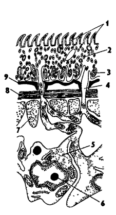 Рис. 137. Схема строения кожно-мускульного мешка цестод (по Бегину): 1 - микротрихии, 2 - цитоплазмати-ческая пластинка тегумента, 3 - митохондрии, 4 - тяжи цитоплазмы, 5 - погруженные клетки эпителия, 6 - ядро, 7 - продольные мышцы, 8 - поперечные мышцы, 9 – мембрана