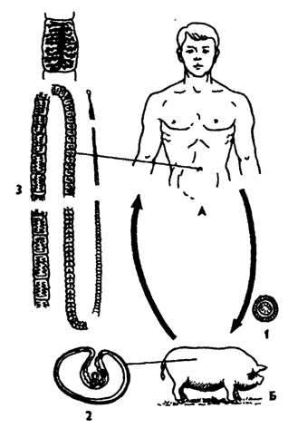 Рис. 143. Жизненный цикл свиного солитеpa Taenia solium (пo Ноблю): А - окончательный хозяин, Б - промежуточный хозяин; 1 - яйцо с онкосферой внутри, 2 - финнацистицерк, 3 - половозрелая стадия