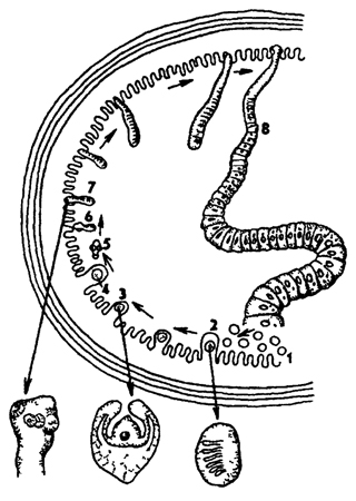 Рис. 145. Жизненный цикл карликового цепня Hymenolepis папа (по Догелю): 1 - яйцо 2 - онкосфера в ворсинке кишечника, 3, 4 - развитие финны в ворсинке, 5 - вывернутая финна в просвете кишки, 6- 8 - развитие взрослого червя
