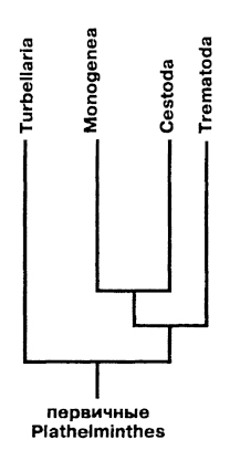 Рис. 146. Филогенические отношения в типе плоских червей