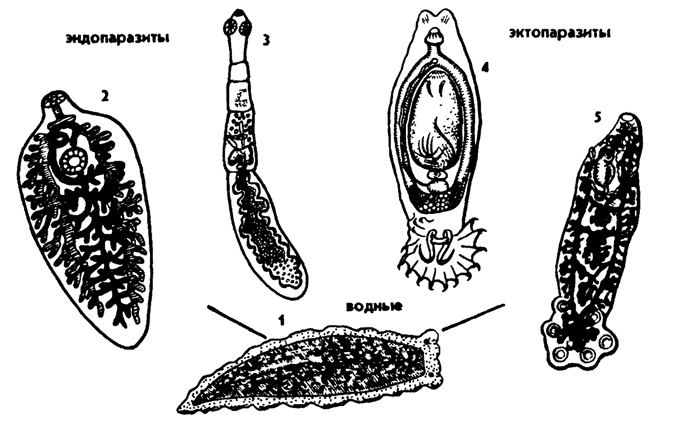 Рис. 147. Экологическая радиация плоских червей: 1 - планария, 2 - сосальщик, 3 - ленточный червь, 4, 5 – моногенеи