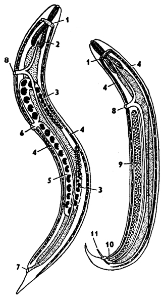 Рис. 149. Схема строения самки (слева) и самца (справа) нематод (по Хадорну): 1 - окологлоточное нервное кольцо, 2 - глотка, 3 - яичник, 4 - нервные тяжи, 5 - матка, 6 - женское половое отверстие, 7 - анальное отверстие, 8 - выделительное отверстие, 9 - семенник, 10 - задняя кишка (клоака), 11 – спикулы