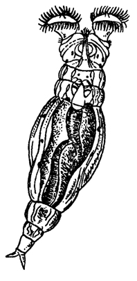 Рис. 158. Коловратка Philodina brevipes
