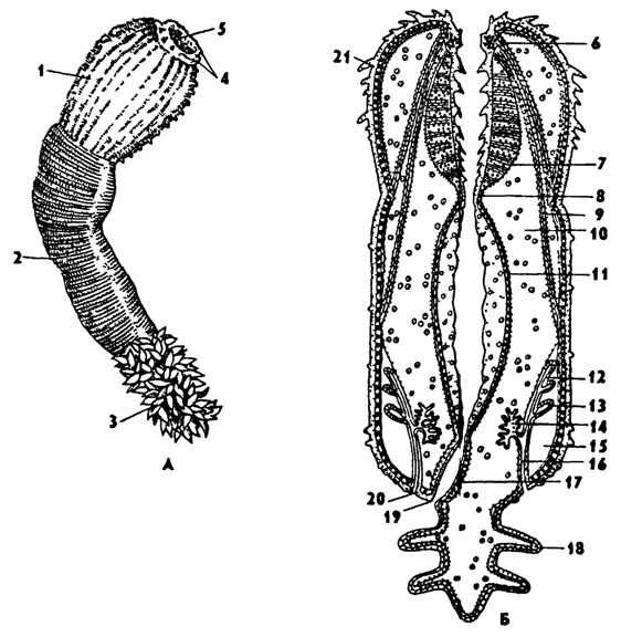 Рис. 162. Приапулида Pnapulus caudatus A - внешний вид (по Шипли), Б - внутреннее строение: 1 - хобот, 2 - туловище, 3 - хвостовая жабра, 4 - околоротовые зубчики, 5 - рот, 6 - мускулатура хобота, 7 - глотка, 8 - переход к средней кишке, 9 - мускулистый тяж, 10 - полость тела, 11 - средняя кишка, 12, 13 - лротонефридии, 14 - гонада, 15 - полость, 16 - мочеполовой проток, 17 - задняя кишка, 18 - жабра, 19 - анус, 20 - мочеполовое отверстие, 21 – скалида
