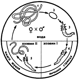 Рис. 164. Жизненный цикл волосатика 1 - половозрелая самка, 2 - яйцо, 3- 5 - развитие личинки