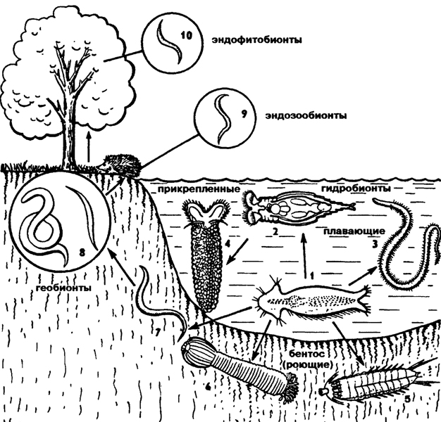 Рис. 169. Экологическая радиация Nemathelminthes: 1 - брюхоресничный червь, 2 - коловратка, 3 - волосатик, 4 - яйцо, 5 - киноринха, 6 - приапулида, 7 - нематода водная, 8 - почвенные нематоды, 9, 10 - паразитические нематоды