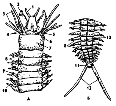 Рис. 172. Внешнее строение нереиды Nereis pelagica (no Иванову): А - передний конец тела Б - задний конец тела; 1 - антенны, 2 - пальпы, 3 - перистомальные усики, 4 - глаза, 5 - простомиум 6 - обонятельная ямка, 7 - перистомиум, 8 - параподии, 9 - щетинки, 10 - спинной усик, 11 - пигидий, 12 - хвостовые придатки, 13 – сегмент
