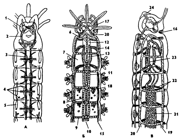 Рис. 175. Внутреннее строение полихет: А - нервная система и нефридии Б - кишечник и целом, В - кишечник, нервная и кровеносная системы, вид сбоку (по Мейеру); 1 - головной мозг 2 - окологлоточный коннектив, 3 - ганглии брюшной нервной цепочки, 4 - нервы, 5 - нефридий, 6 - рот, 7 - целом, 8 - кишка, 9 - диосепимент, 10 - мезентерий, 11 - пищевод, 12 - ротовая полость, 13 - глотка, 14 - мускулы глотки, 15 - мускулатура стенки тела, 16 - обонятельный орган, 17 - глаз, 18 - яичник, 19, 20 - кровеносные сосуды, 21 - сеть сосудов на кишечнике, 22 - кольцевой сосуд, 23 - мускулатура глотки, 24 – пальп
