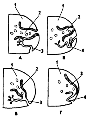 Рис. 176. Выделительная система полихет и ее связь с целомодуктами (по Бриану): A - протонефридии и половая воронка (у гипотетического предка), Б - нефромиксий с протонефридием, В - метанефридий и половая воронка, Г - нефромиксий; 1 - целом, 2 - половая воронка (целомодукт), 3 - протонефридии, 4 – метанефридий