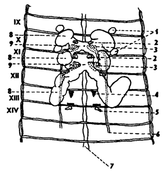 Рис. 184. Половая система дождевого червя (из Натали): 1 - семяприемники, 2 - семенники, 3 - воронки семяпроводов, 4 - яичники, 5 - яйцевод, 6 - семяпроводы, 7 - брюшная нервная цепочка, 8 - семенные мешки, 9 - полость семенных мешков, IX- XIV – сегменты
